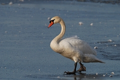 David Plant Photography - Wildlife Photographer - Mute swan on ice - K